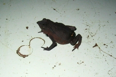 Rhinella festae