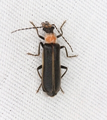 Podabrus quadratus