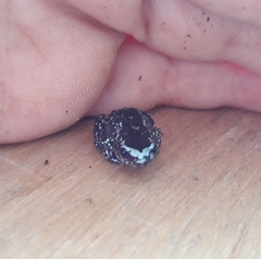 Chiasmocleis albopunctata