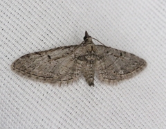 Eupithecia bolterii