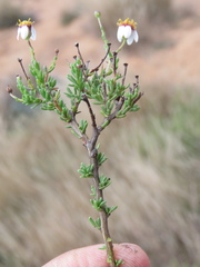 Phymaspermum parvifolium
