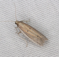 Bandera binotella