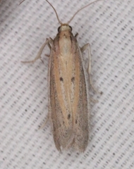 Bandera binotella