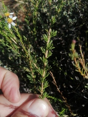Phymaspermum parvifolium