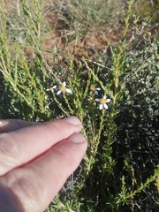 Phymaspermum parvifolium