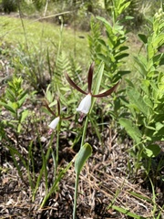 Cleistesiopsis divaricata