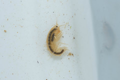 Gammarus roeselii