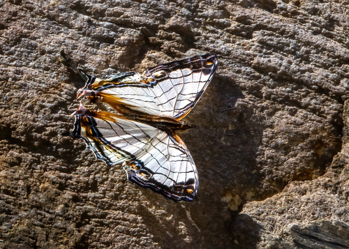 Cyrestis nais