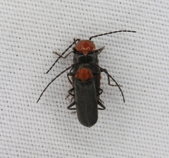Ditemnus perforatus