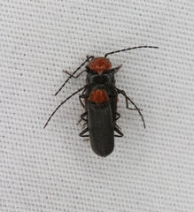 Ditemnus perforatus