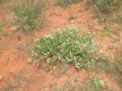Phymaspermum parvifolium