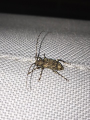 Astyleiopus variegatus