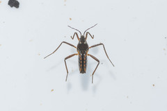 Velia gridellii