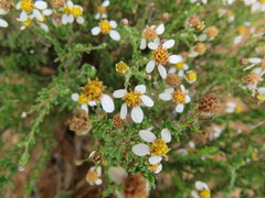 Phymaspermum parvifolium