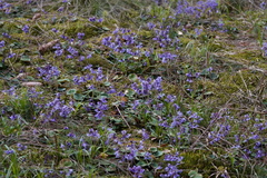 Soldanella montana
