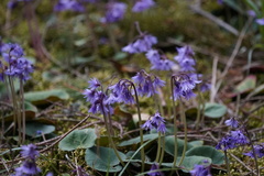 Soldanella montana