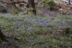 Soldanella montana