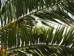 Myiopsitta monachus
