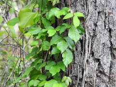 Toxicodendron radicans image
