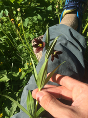Fritillaria camschatcensis