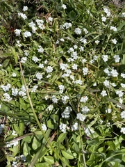 Plagiobothrys chorisianus chorisianus