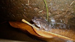 Occidozyga martensii