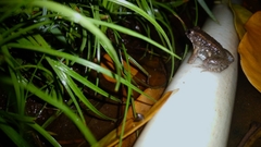 Occidozyga martensii