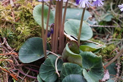 Soldanella montana