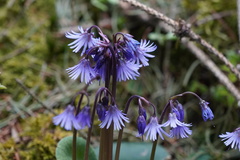 Soldanella montana