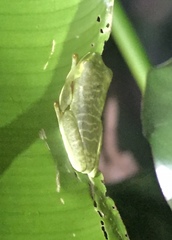 Agalychnis callidryas