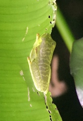 Agalychnis callidryas