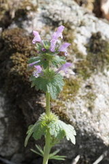 Lamium gevorense
