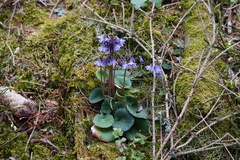 Soldanella montana