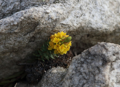 Thymelaea coridifolia