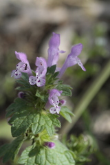 Lamium gevorense
