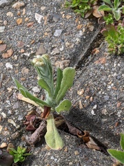 Helichrysum luteoalbum