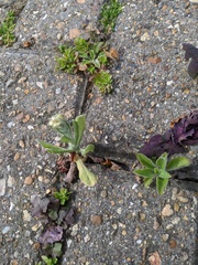 Helichrysum luteoalbum