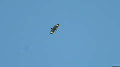 Buteogallus urubitinga