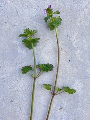 Lamium gevorense