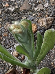 Helichrysum luteoalbum