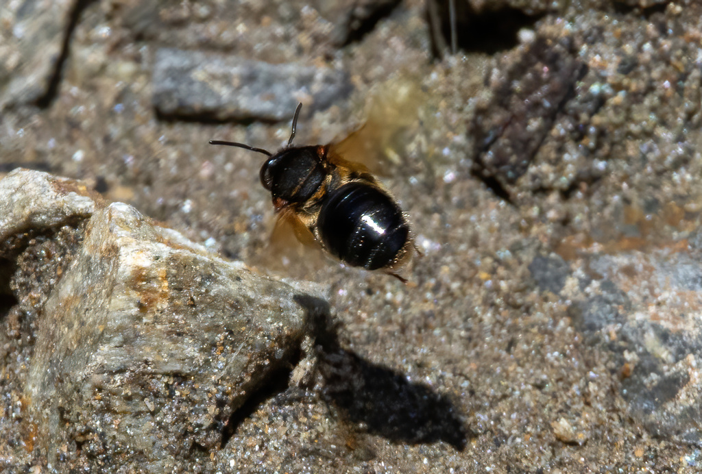 Nomia amboinensis