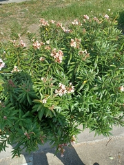 Nerium oleander