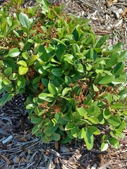 Magnoliopsida