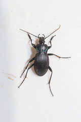 Carabus catenulatus