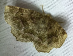 Metarranthis refractaria