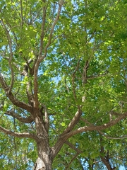 Magnoliopsida