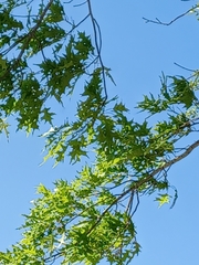 Magnoliopsida