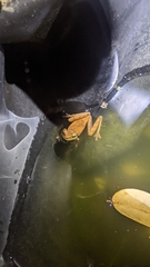 Smilisca cyanosticta