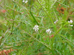 Vicia disperma