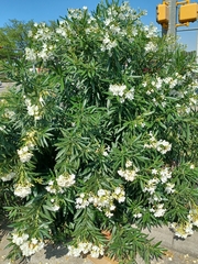 Nerium oleander